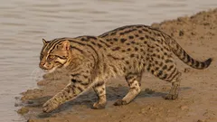 Predátor, který plave lépe než ryba: tento tvor dokáže utopit leoparda a odplout 2 km do moře